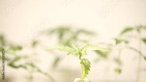 medical cannabis farm plant growing