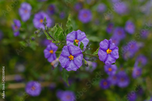 Flores coloridas em Portugal