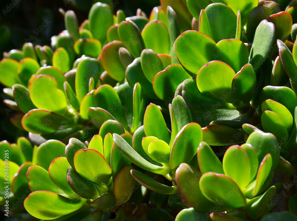 Crassula ovata commonly known as Jade plant, Lucky plant or Money tree succulent close up.Floral background.Selective focus. Crassula ovata commonly known as Jade plant, Lucky plant or Money tree succulent close up.Floral background.Selective focus.