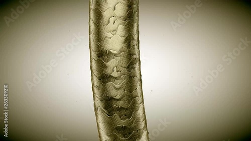 Human Hair under the Microscope