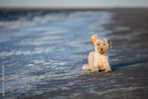 Hund an der Küste © Ines Hasenau