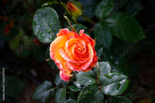 Orange Rose in the country