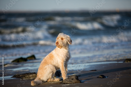 Hund an der Küste Mischlingshündin an der holländischen Nordseeküste  © Ines Hasenau
