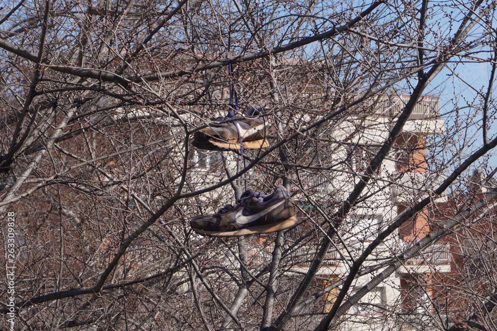 Obraz premium Buty na drzewie