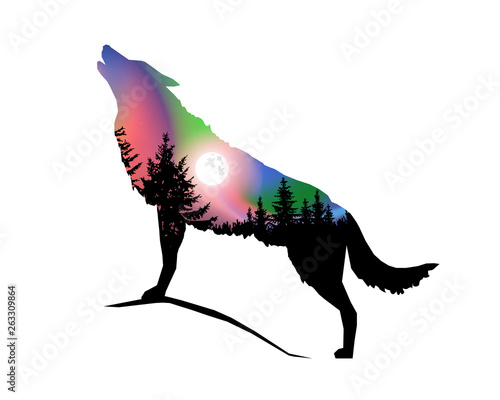 Silhouette of howling wolf with coniferous trees on the background of colorful sky. Moonlight. Northern lights.