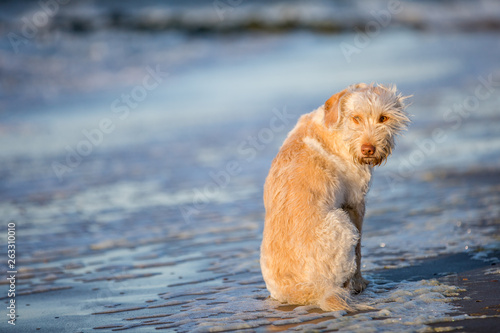 Hund am Meer © Ines Hasenau