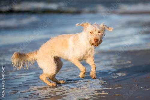 Hund am Meer © Ines Hasenau