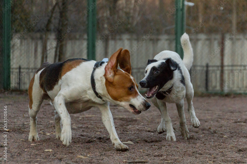 Two dogs playing on the dog playground