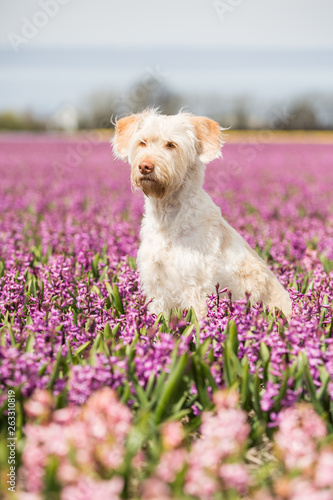 Hund im holländischen lila Blumenmeer Hyazinthen