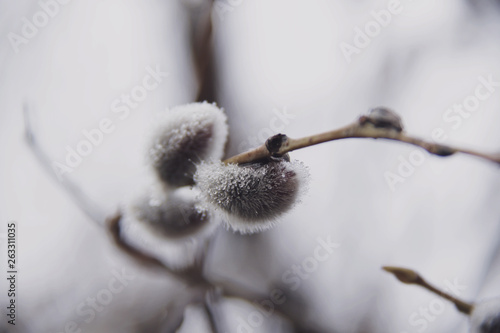 Willow tree branch closeup