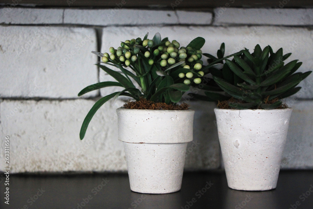 flower in pot on table flower in pot on table
