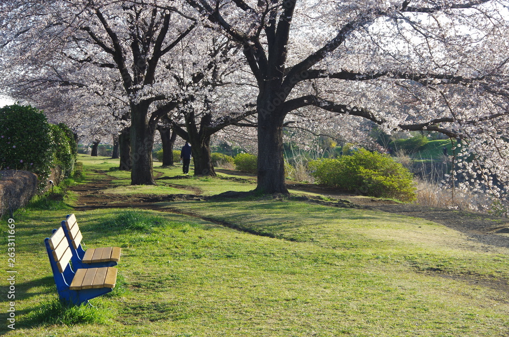 桜の並木道とベンチ 桜の並木道とベンチ