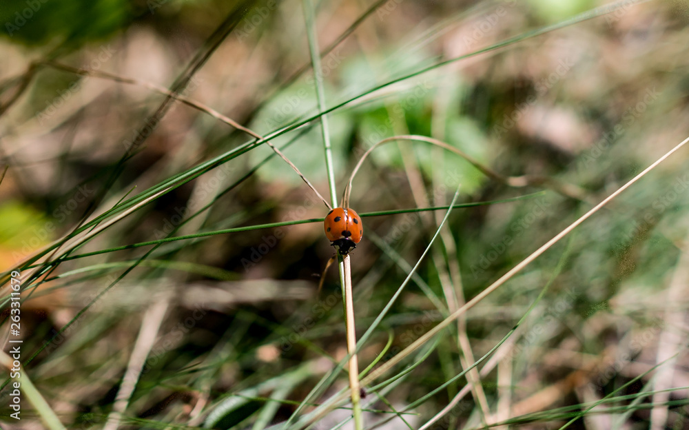 Fototapeta premium Ladybug on autumn foliage in the forest