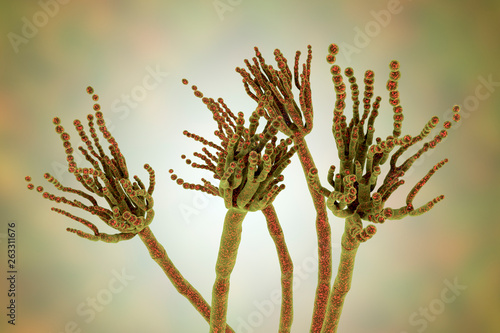 Fungi Penicillium roqueforti, a fungus used in the production of blue cheeses, 3D illustration