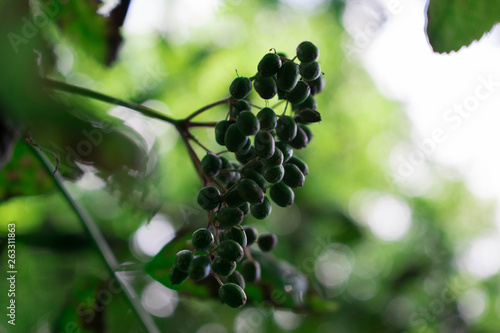 Berries trying to reach ligh on a tree, with bokeh in the background. (+school example of cromatic aberration) photo