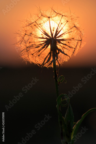 Setting sun photographed through flower  golden hour 