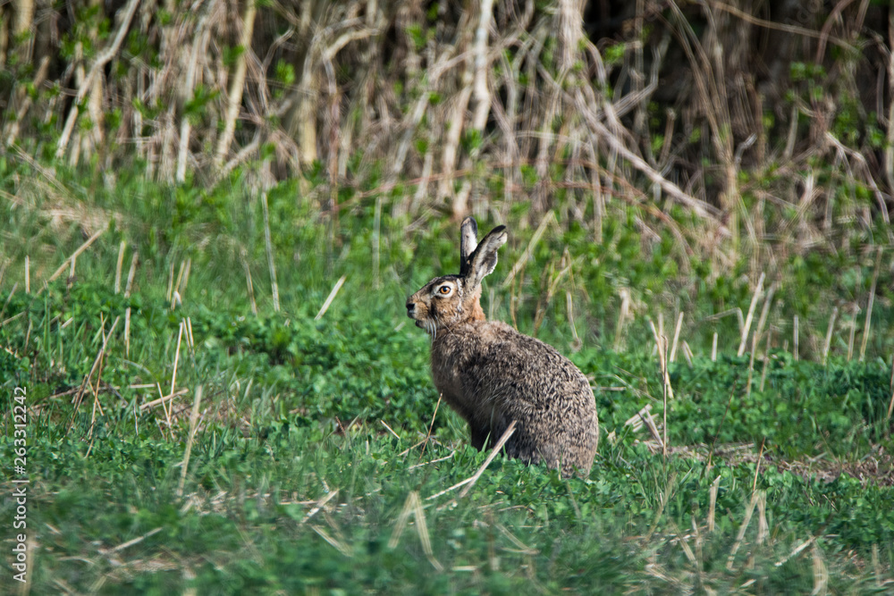 Fototapeta premium Dziki zająć