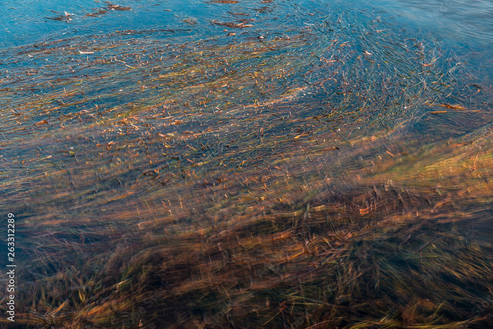 Colourful Seaweed in tidal lake at sunset. Colourful Seaweed in tidal lake at sunset.