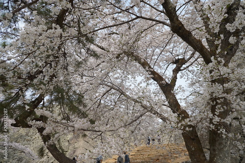 Wallpaper Mural 満開の桜の風景 Torontodigital.ca