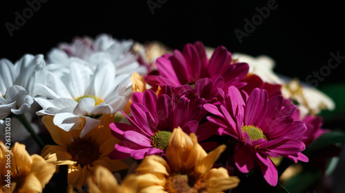 Various   hrysanthemums flowers on black background.   opy space. Bouquet of colorful flowers. Blooming beautiful flowers
