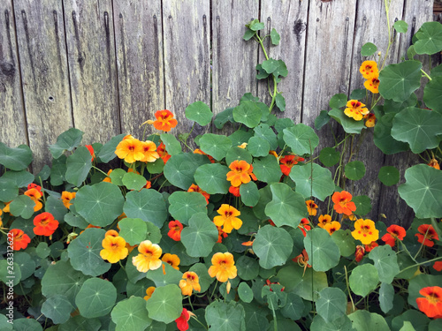 Nasturtium Climbing up Rustic Fence