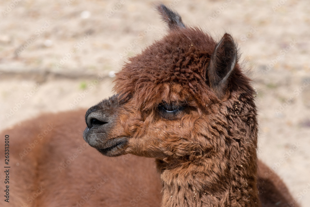 An alpaca relaxes on the dusty ground on a sunny day