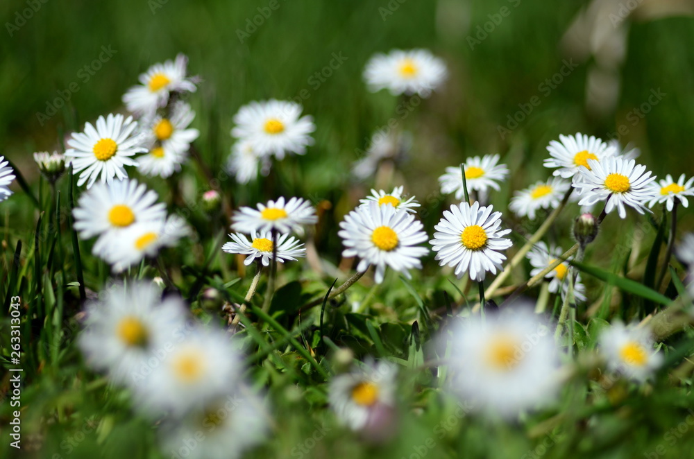 Fototapeta premium Gänseblümchen auf einer Wiese 