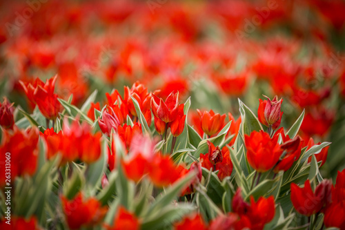 rote Tulpen hübsche Blumenfelder in Holland photo