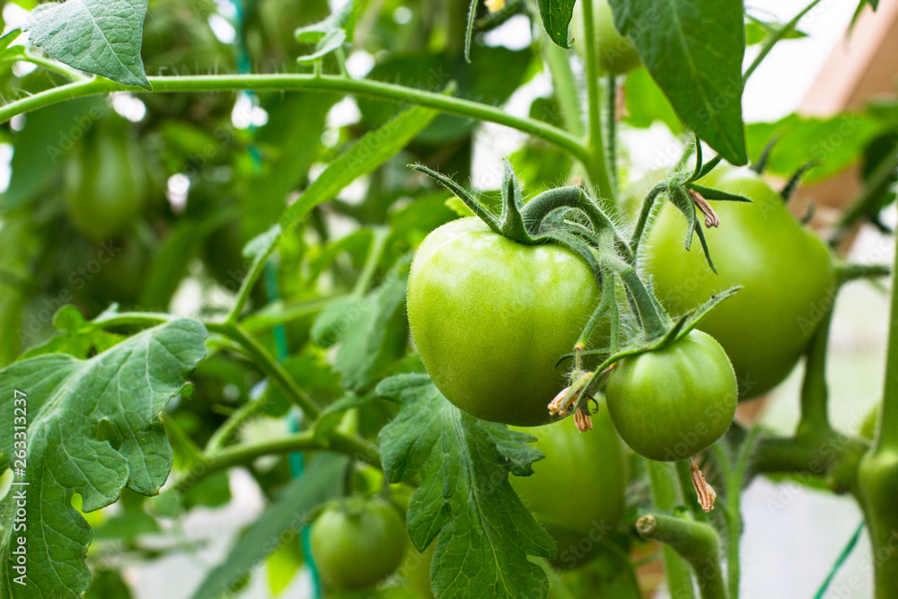 Agriculture, gardening concept. Green tomatoes growing on a branch. Growing tomato plants in the garden. Ripening plum tomatoes in greenhouse. Home production of food concept. Healthy life concept.