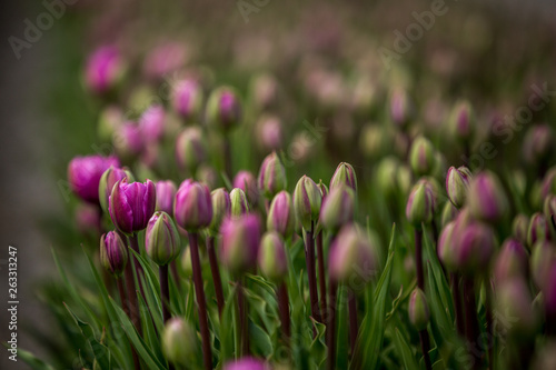 Fotografie Blumenfelder in Holland