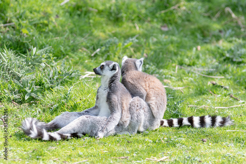 Two ring tailed Lemurs sit on the grass whilst one grooms the other, keeping a look out for possible danger
