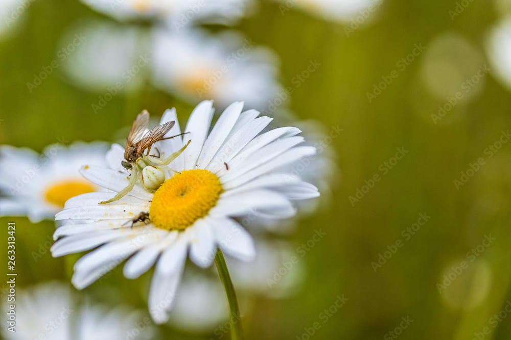 Daisy with a spider and fly in a battle for survival.