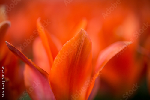 tulpenfelder in holland