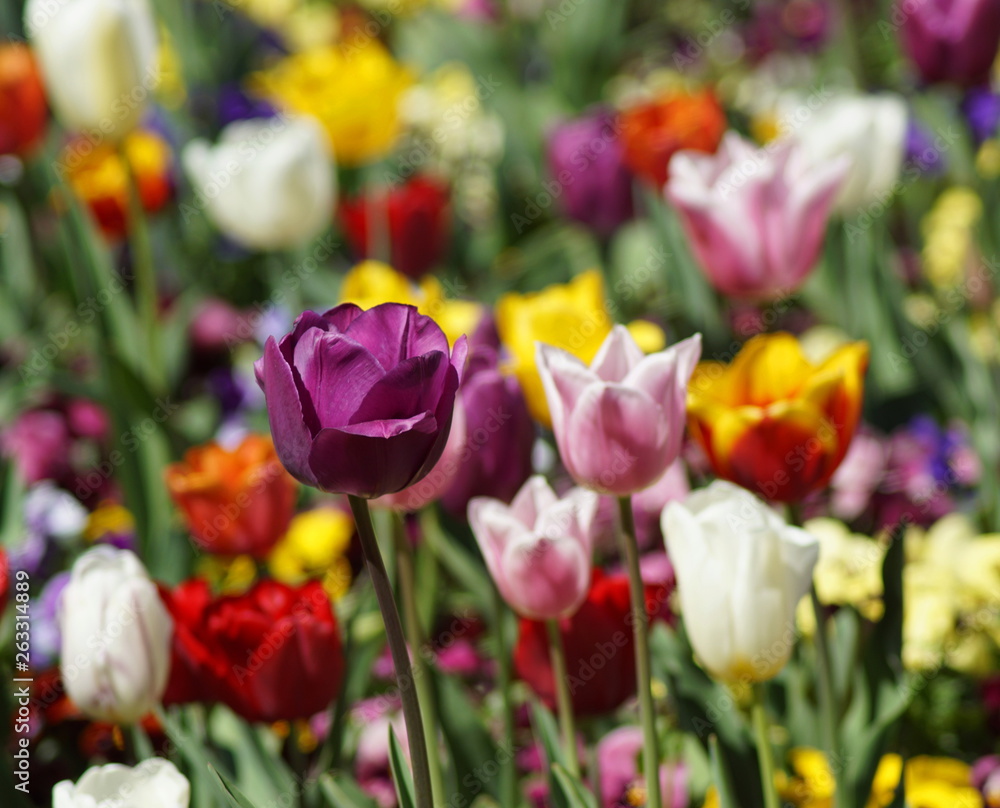 Fototapeta premium Wunderschöne bunte Tulpen in den Farben Lila Gelb Weiß und Pink