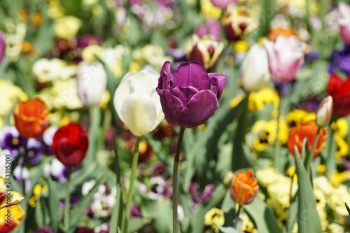 H  bsche Lila Tulpe mit anderen Tulpen in anderen Farben rundherum