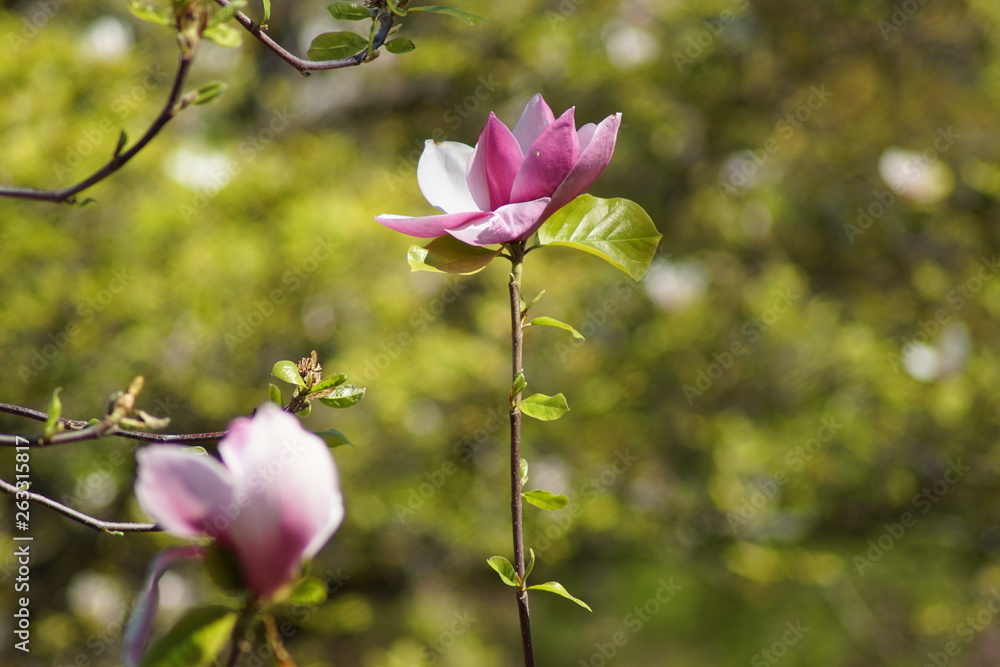 Eine hübsche Rosa Magnolienblüte an einem Magnolienbaum Eine hübsche Rosa Magnolienblüte an einem Magnolienbaum