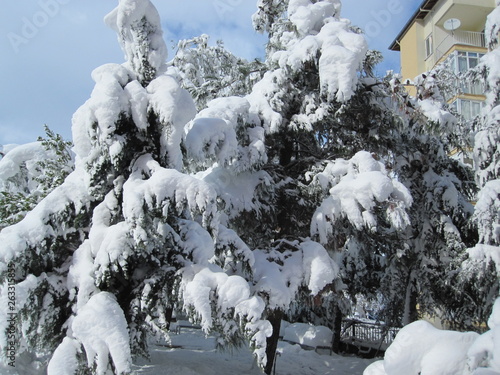 snow covered trees in winter