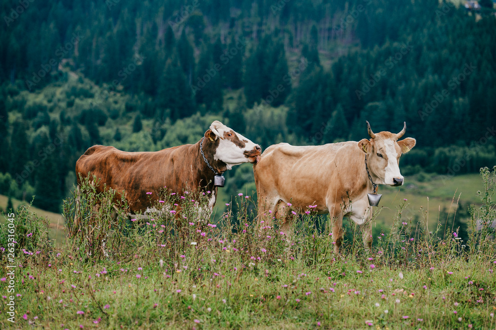 Two funny spotted cows playing sex games on pasture in highland in summer day. Cattle mating on field with beautiful landscape view at mountains and forest on background. Animal mating habits. Two funny spotted cows playing sex games on pasture in highland in summer day. Cattle mating on field with beautiful landscape view at mountains and forest on background. Animal mating habits.