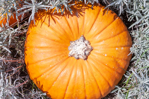 bright orange pumpkin in grass view from above photo