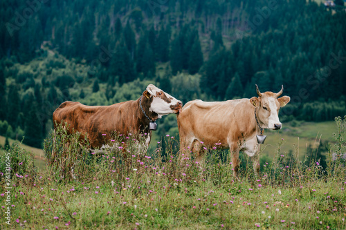 Two funny spotted cows playing sex games on pasture in highland  in summer day. Cattle mating on field with beautiful landscape view at mountains and forest on background.  Animal mating habits.