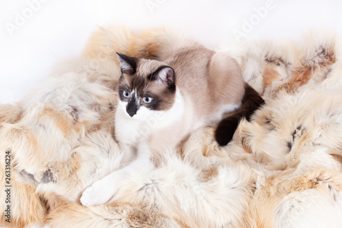 Fototapeta Naklejka Na Ścianę i Meble -  Siamese ( thai ) cat sitting on a fur rug for pets, isolated on the white background