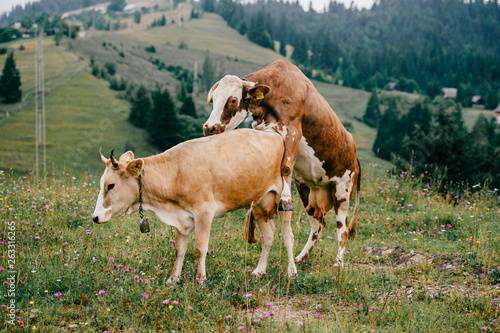 Two funny spotted cows playing sex games on pasture in highland in summer  day. Cattle mating on field with beautiful landscape view at mountains and  forest on background. Animal mating habits. Stock