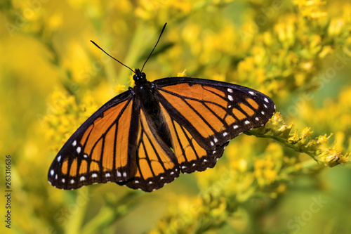 Monarch Butterfly with Wings Spread © Marcia Straub 