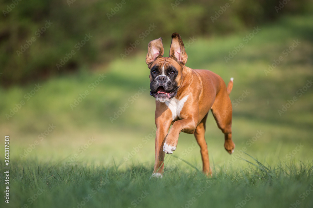 Hund Boxer Hündin im vollen lauf auf einer grünen Sommerwiese