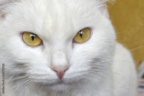 Cute white cat with yellow eyes to look at the camera. Close up