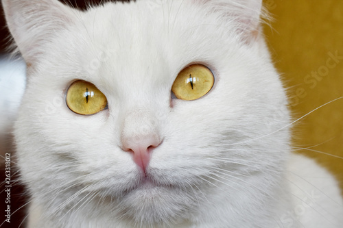 Cute white cat with yellow eyes. Close up