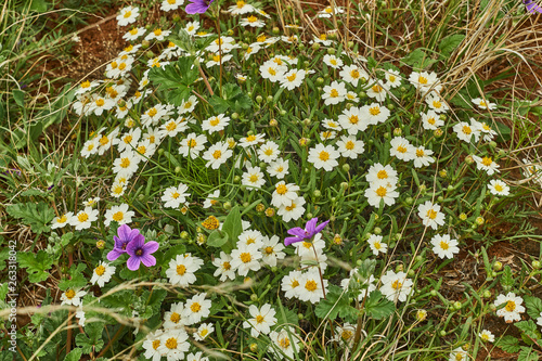 White Blackfoot daisy, Texas Wildflower mixed with Texas Stork's Bill