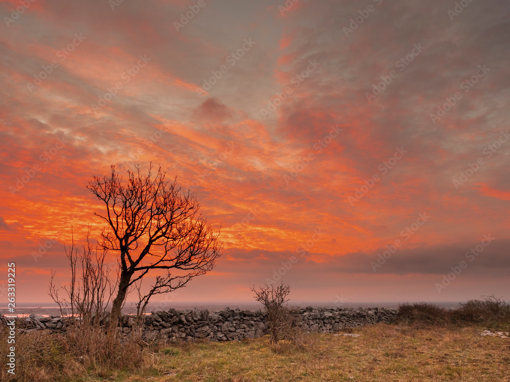 Single tree silhoette on a red morning sun rise sky. Dry stone wall, Ireland.
