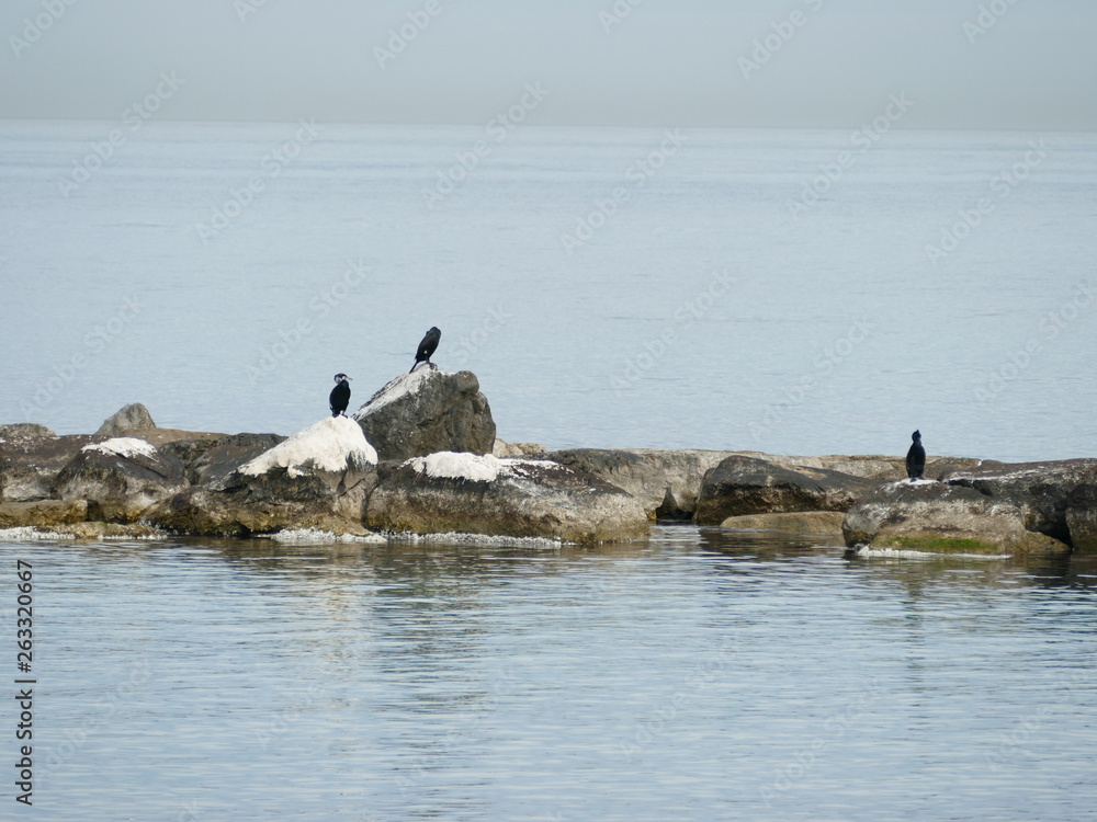 Uccelli cormorano sugli scogli in mezzo al mare calmo Uccelli cormorano sugli scogli in mezzo al mare calmo