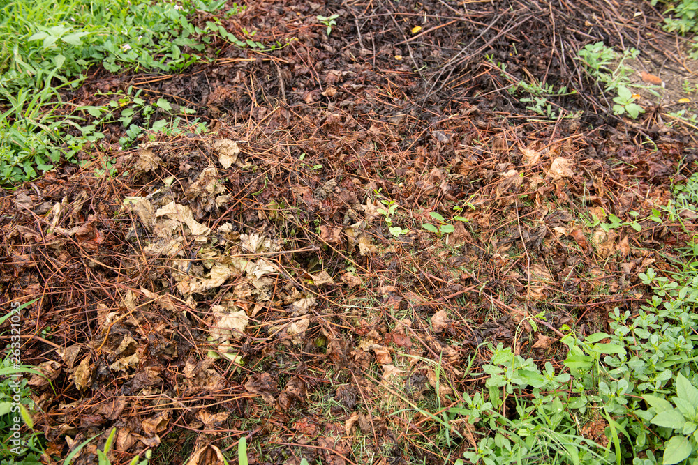 Rotten Foliage Texture Rotten Foliage Texture